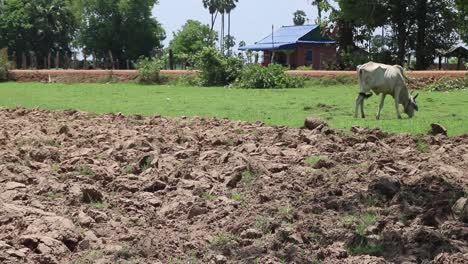 Skinny-water-buffalo-grass-on-grass-in-Cambodian-countryside