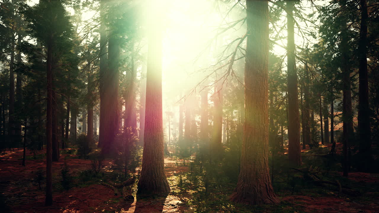 los famosos árboles de secuoya están de pie en el parque nacional de secuoya