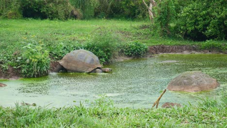 galapagos turtle is getting in to the water