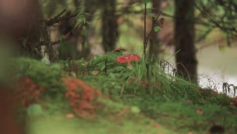 a close-up shot of the fly agaric mushrooms on the lush, green forest floor