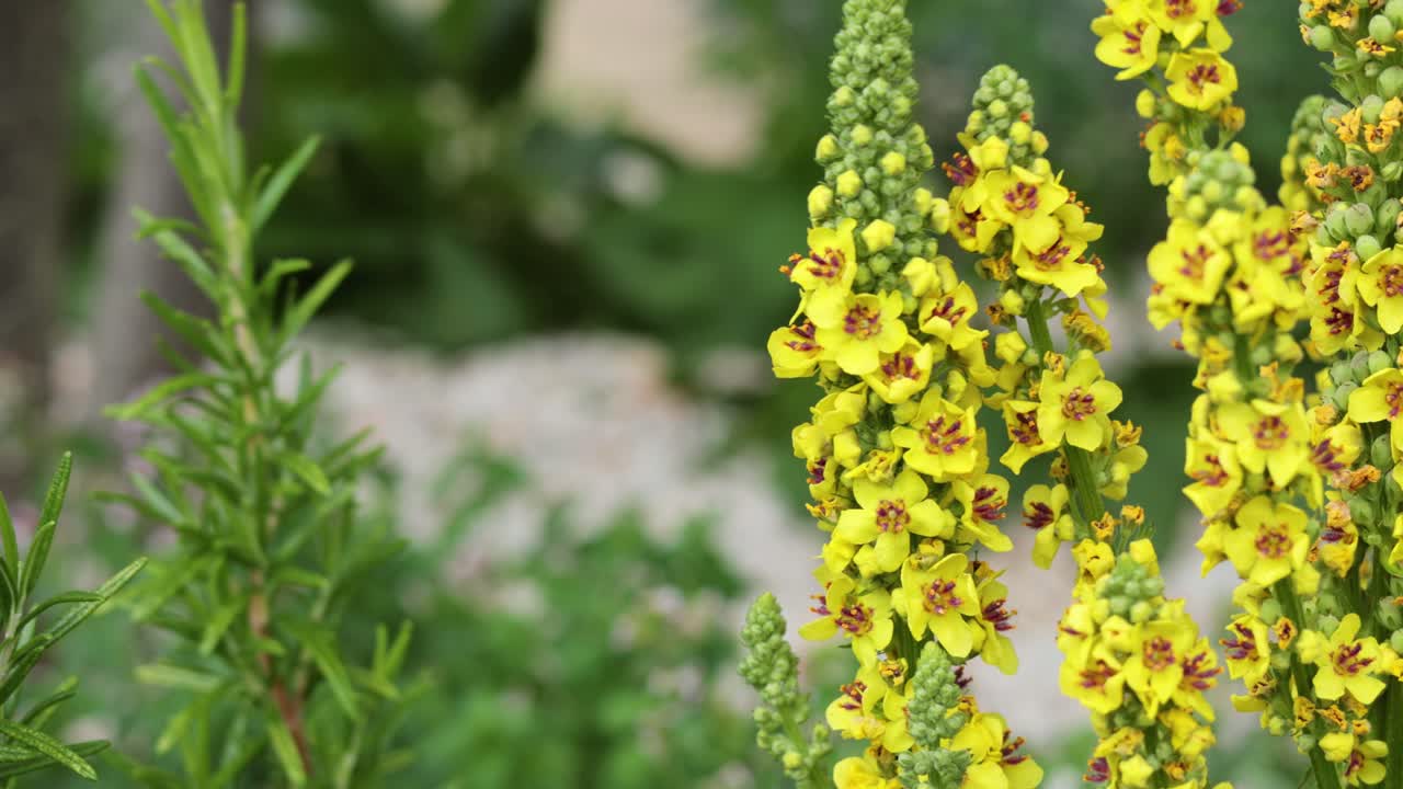 정원에서 노란색 린 꽃의 클로즈업