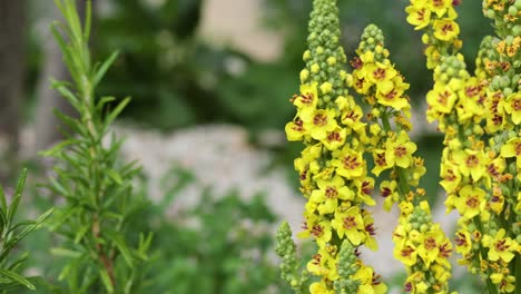 primer plano de flores de mullein amarillas en un jardín