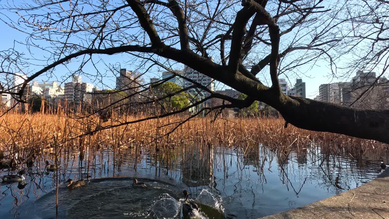 조용 한 호수 에서 떠돌아다니며 수영 하는 거위 들