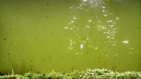 kingfisher diving in green water