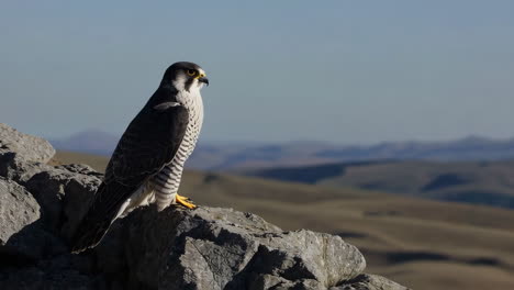 peregrine falcon on rocky mountain ridge