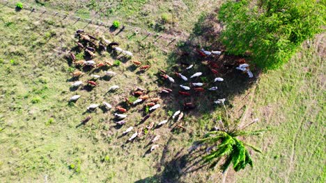 colorful cows walking across a sunny green pasture field, aerial view