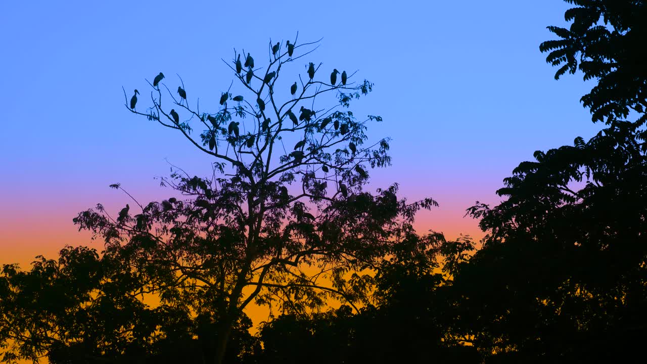Birds Perched on Tree at Sunset/Sunrise