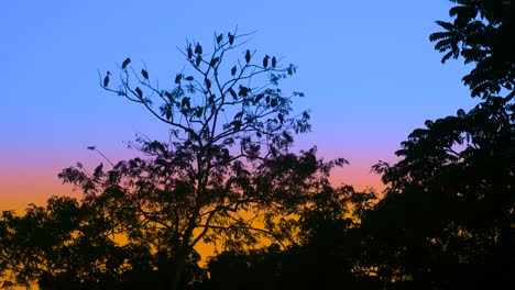 aves posadas en árboles al atardecer o al amanecer