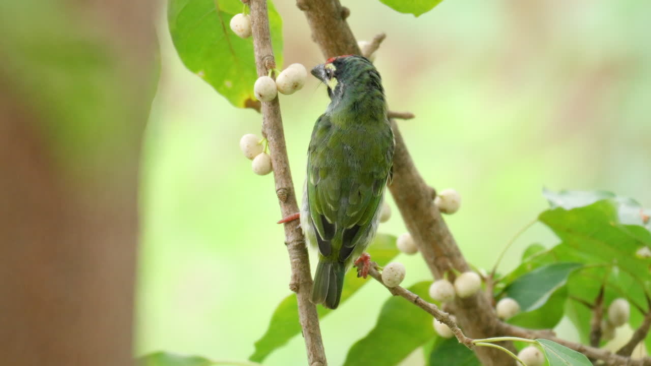 defecación de pájaro barbet de cobre encaramado en una rama de higuera de hoja caduca