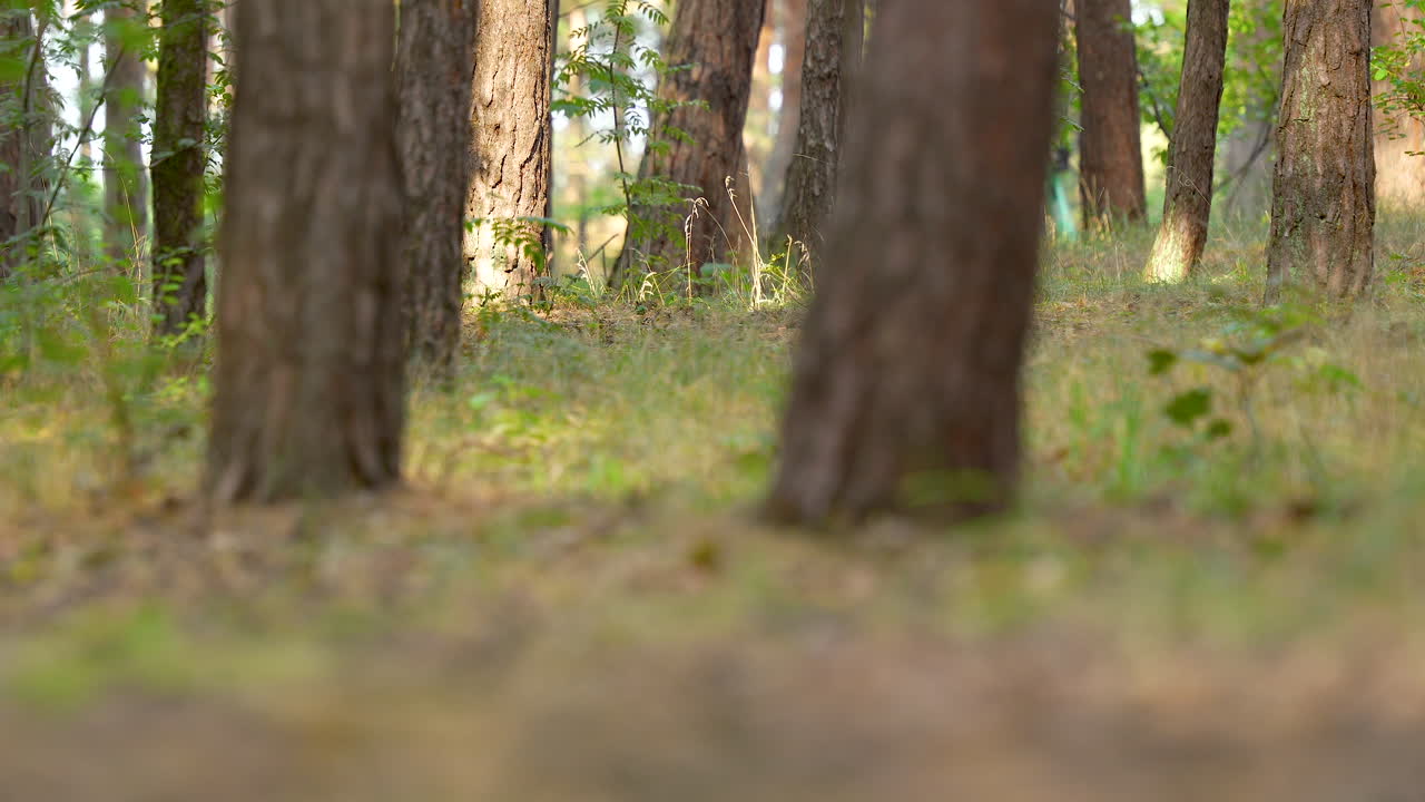 Close-up de troncos de árvores em uma floresta densa e iluminada pelo sol
