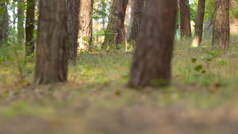 Close-up-of-tree-trunks-in-a-dense,-sunlit-forest