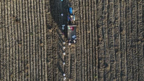 Potato-Harvest-in-Turkey