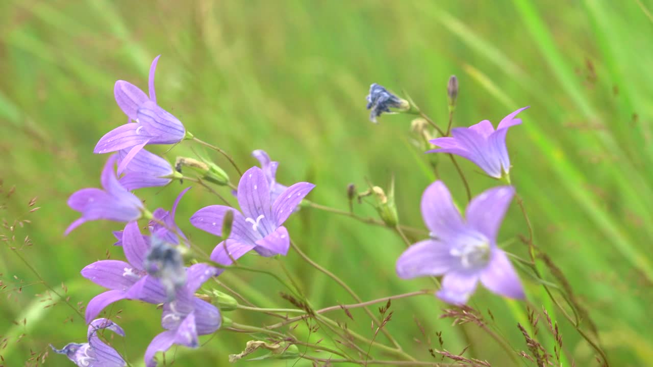 초원 에 있는 보라색 종 꽃
