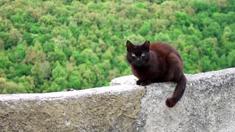 Katze-Mit-Dunklem-Fell-Und-Gelben-Augen-Liegt-Auf-Einer-Niedrigen-Mauer-In-Spoleto