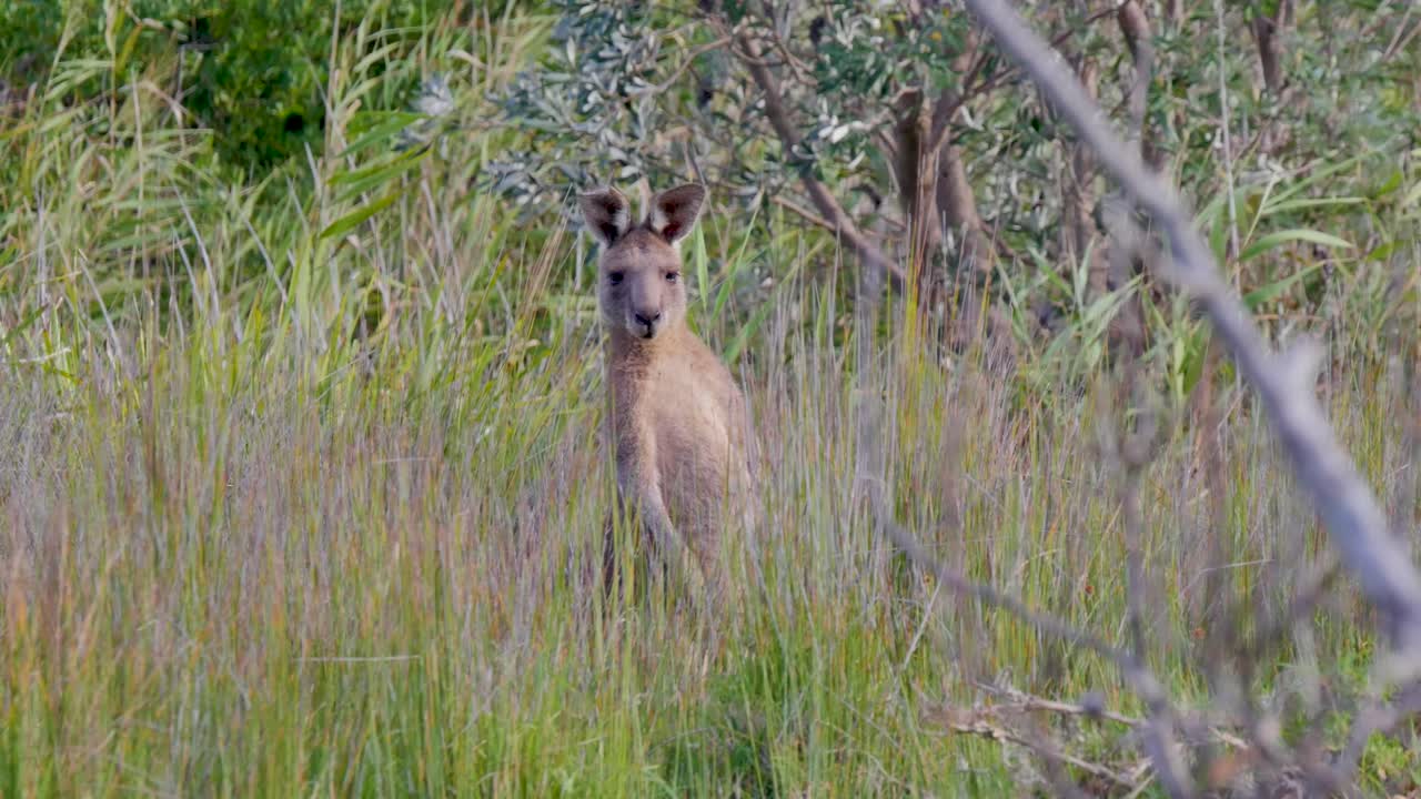 Wild Kangaroo in the grass