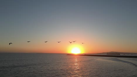 drone tracks birds soaring over ocean sunset at seal beach (60fps)