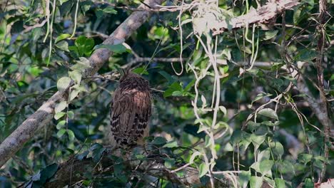 The-Buffy-Fish-Owl-is-a-big-owl-and-yet-the-smallest-among-the-four-Fish-Owls