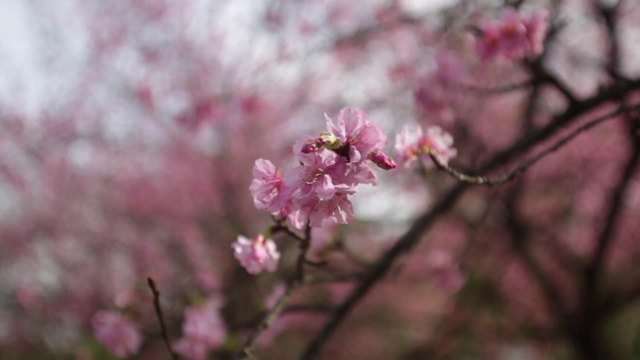 Primissimo piano di fiori di ciliegio rosa.