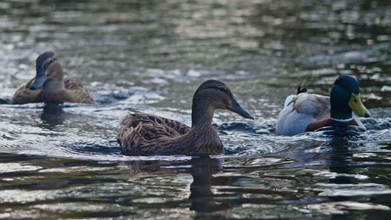 오리는 운하를 따라 함께 헤엄칩니다. 50fps