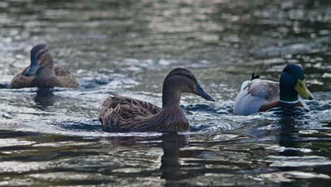 los patos nadan juntos a lo largo de un canal. 50 fps