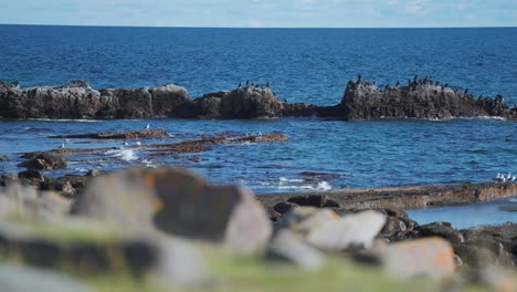 flocks of sea birds perched on the dark withered rocks near the shore, as waves roll and crash on the beach