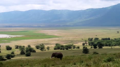 sensational view of lonely african elephant walking on vast ngorongoro crater