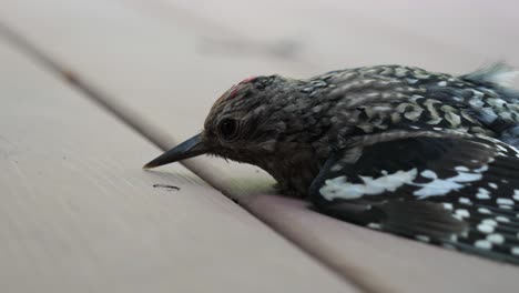 young injured yellow-bellied sapsucker bird - woodpecker on ground shallow focus side-view cu