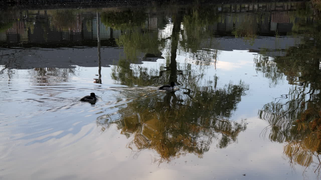 estos patos caminan en grupo en el lago en un parque en tokio al atardecer
