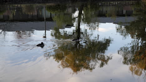 Diese-Enten-Laufen-In-Einer-Gruppe-Bei-Sonnenuntergang-Auf-Dem-See-In-Einem-Park-In-Tokio