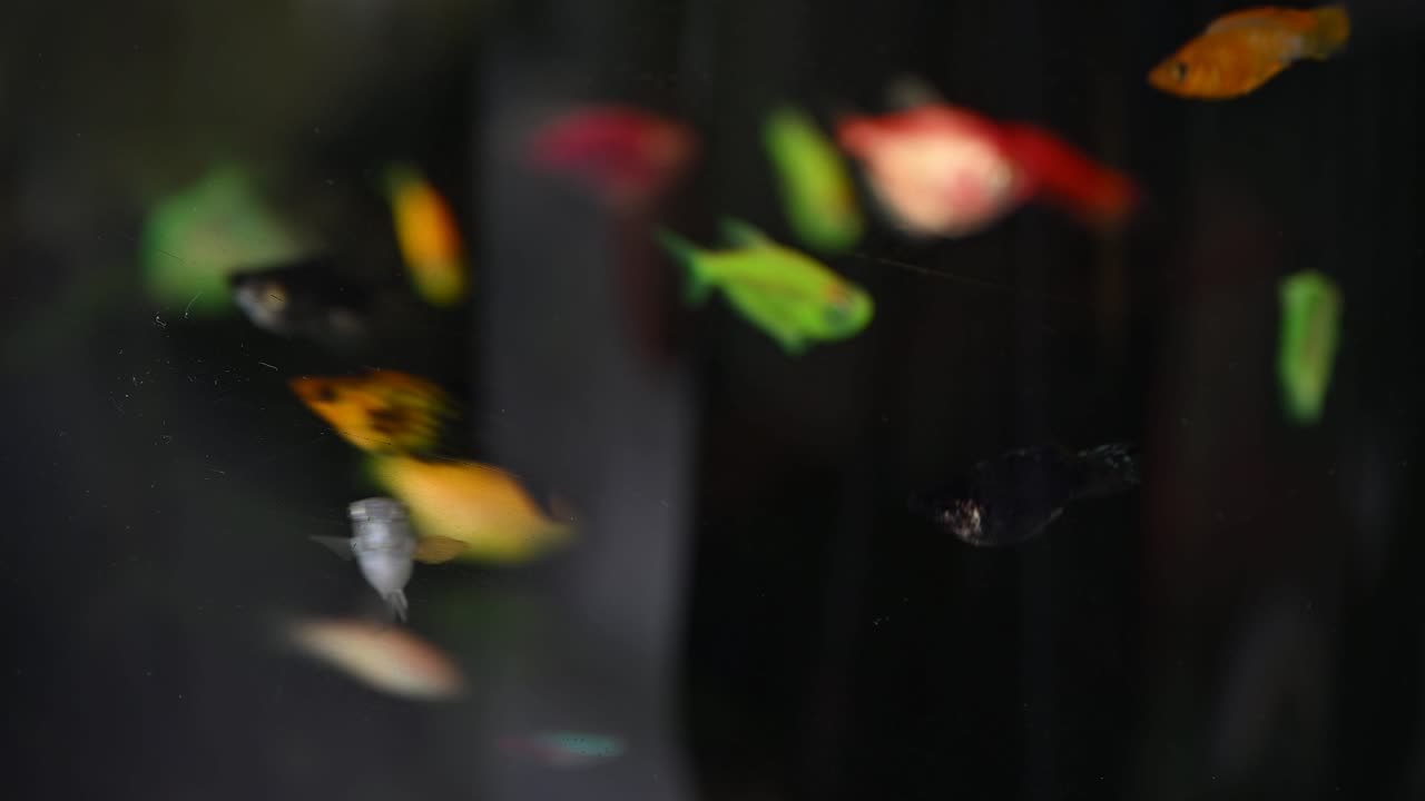 Brightly colored fish gliding through the water in the aquarium