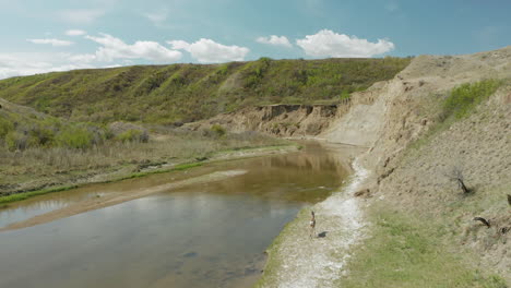 Aerial,-Lone-Mule-Deer-Doe-Walking-Next-To-River-Break-Between-Valley-Hills,-Blue-Sky-Summer-Day-in-Saskatchewan,-Canada