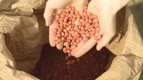 hands of farmer with sacks of corn grains. red corn grains in the woman hands