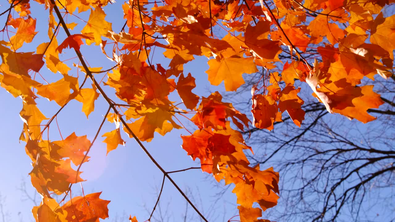hermosas hojas cálidas de naranja soplan lentamente en el suave viento otoñal
