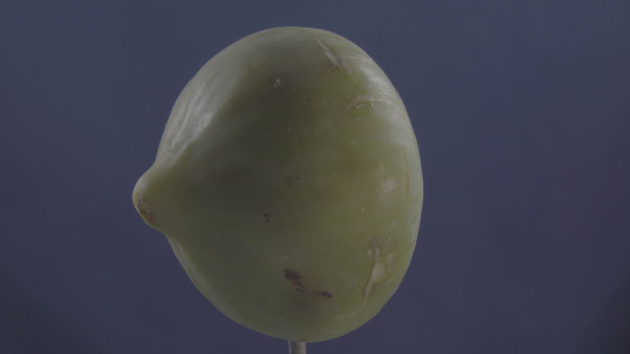 크로마 키를 위해 파란 화면에 루프와 함께 회전하는 무화과