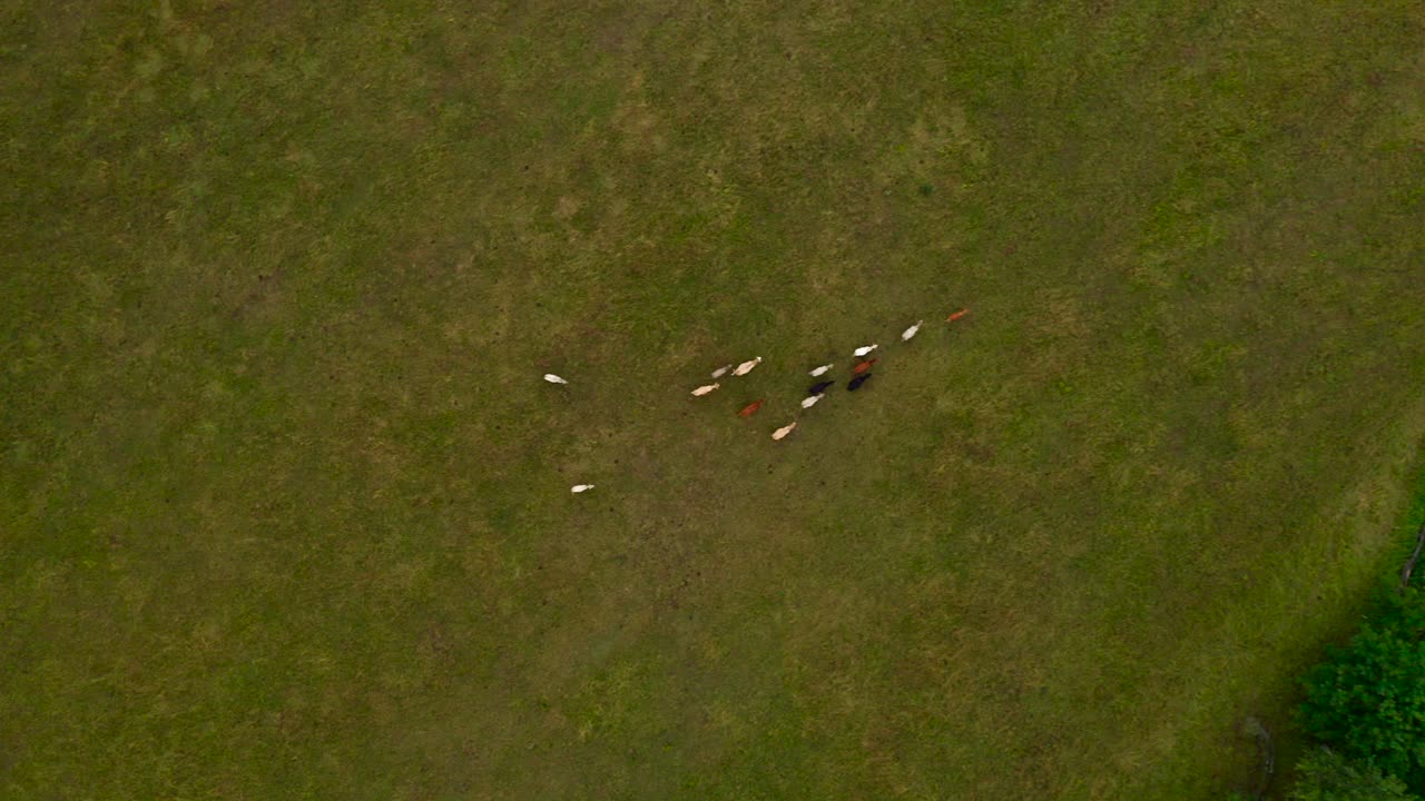 필드에서 소의 공중 이동