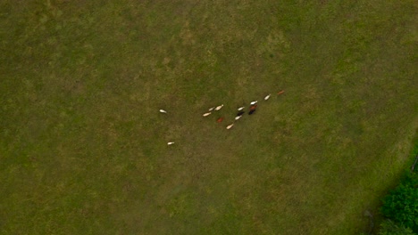 antena móvil de vacas en un campo