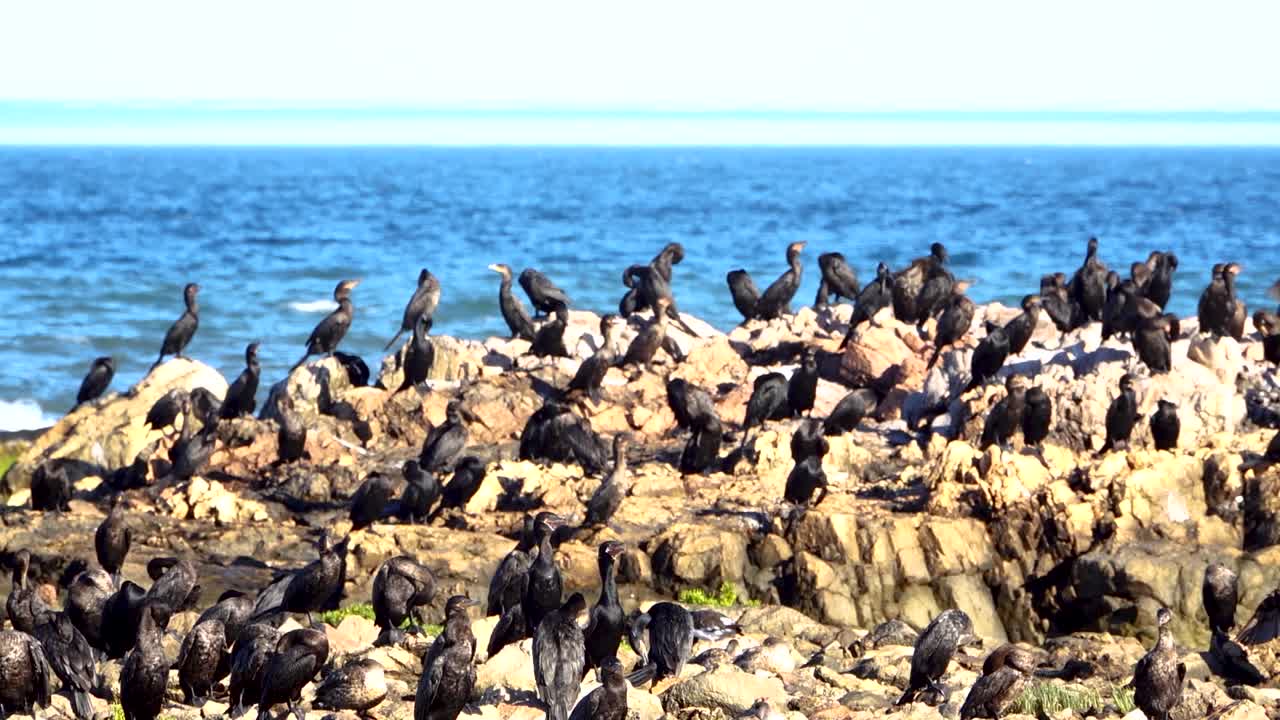 Cormorant colony in Las Grutas, Rio Negro, Argentina - static medium shot