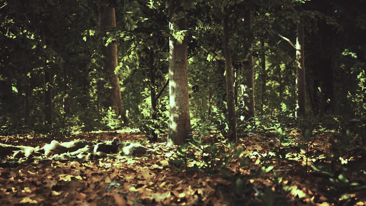 Luce solare che filtra attraverso il fogliame in un tranquillo ambiente forestale.