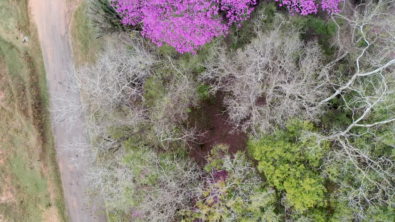 vista aérea del árbol de ipe púrpura, madera noble, floración, flores