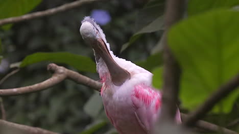 espátula asada perca en el árbol acicalándose