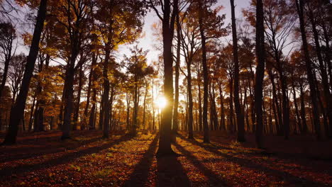el atardecer del bosque de otoño