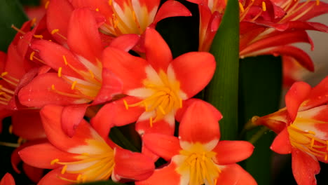 vibrant orange trumpet-shaped flower heads of clivia miniata, telephoto