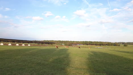 Jersey-dairy-cows-grazing-in-a-green-field