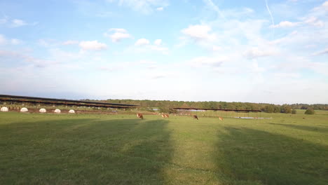 jersey dairy cows grazing in a green field