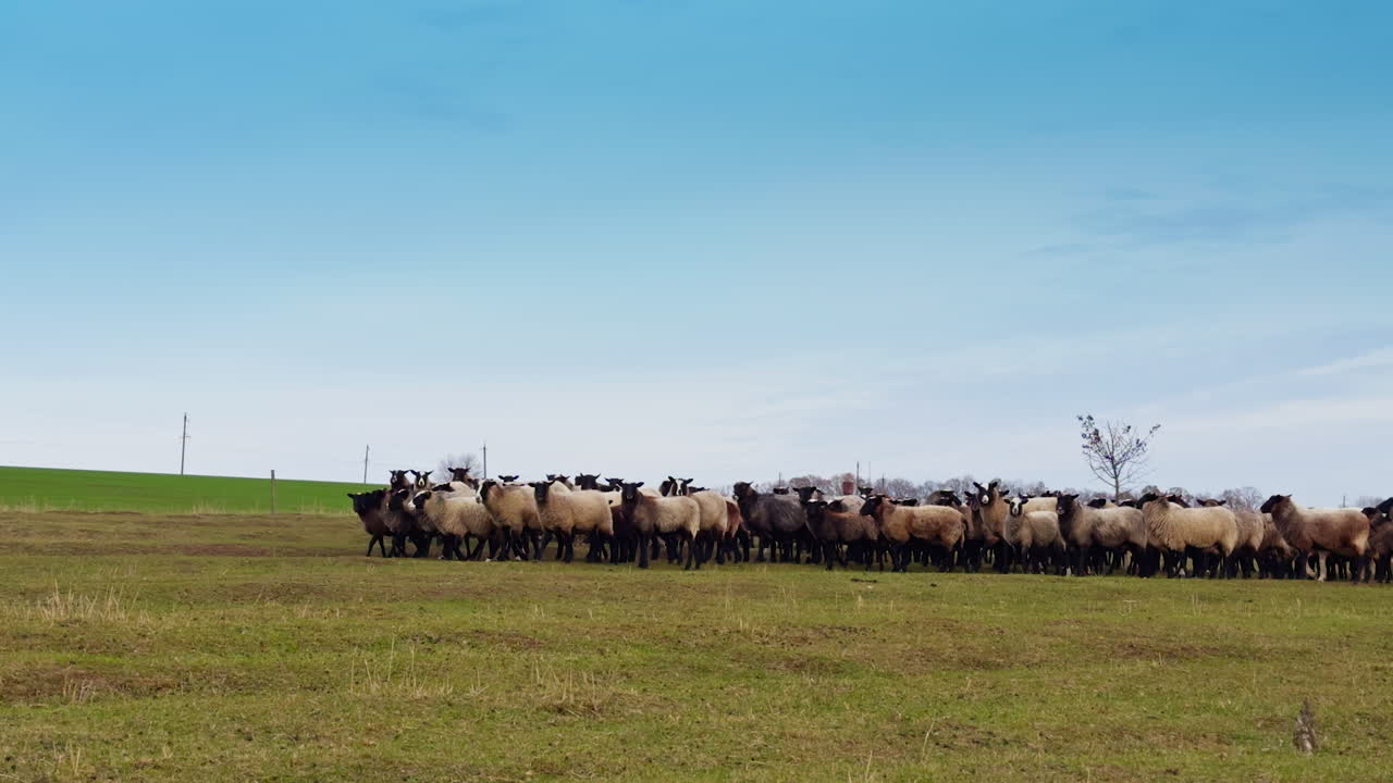Approaching flock of black-muzzled sheep in the field. Small cattle stop suddenly and look at camera.