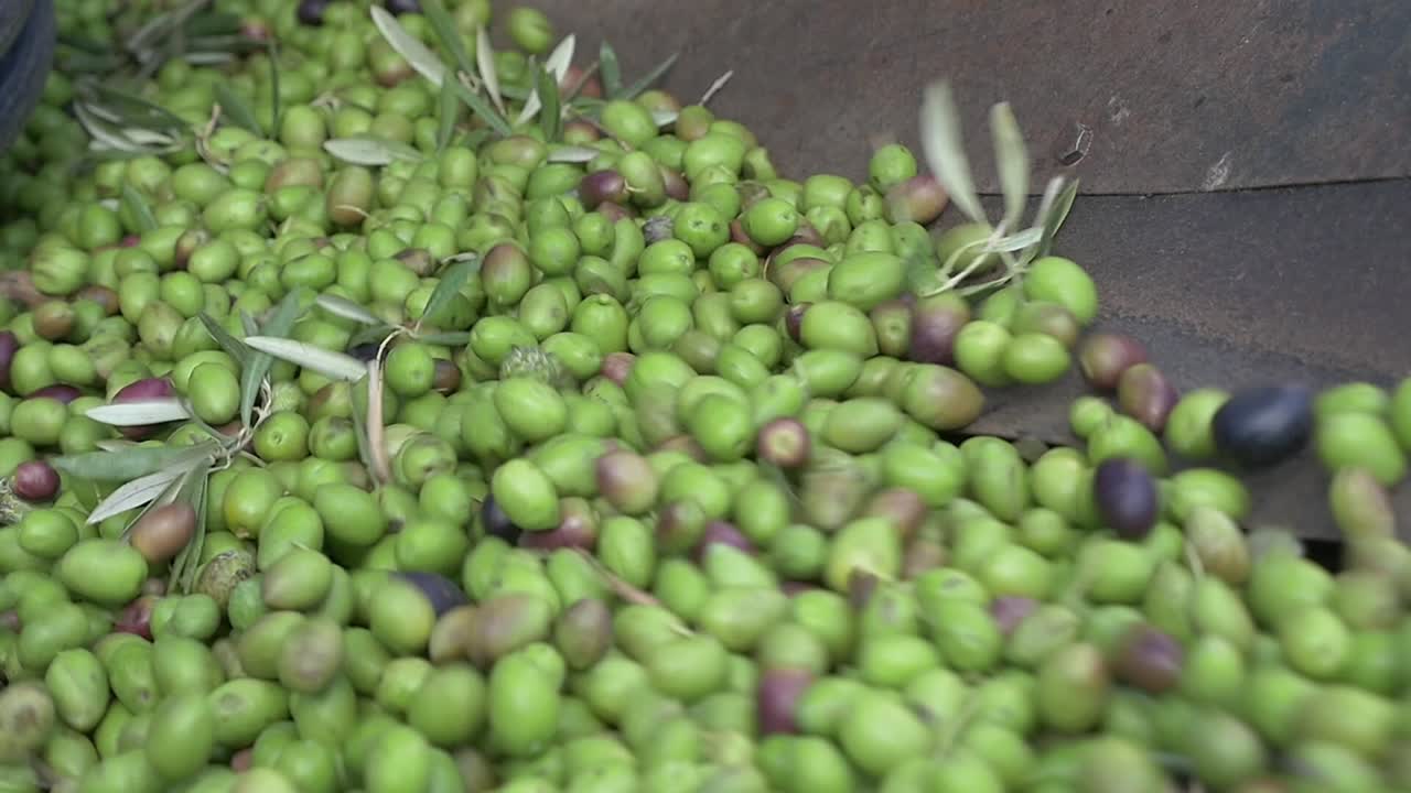 Olives being placed in the mill's hopper for milling. Harvest, beginning of the olive oil production process