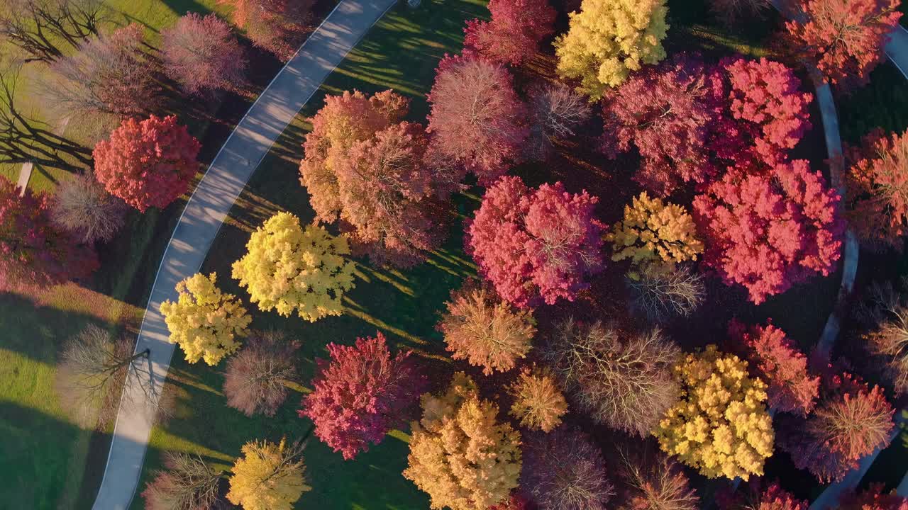 Aerial video captures vibrant autumn trees from a top-down angle, showcasing a colorful tapestry