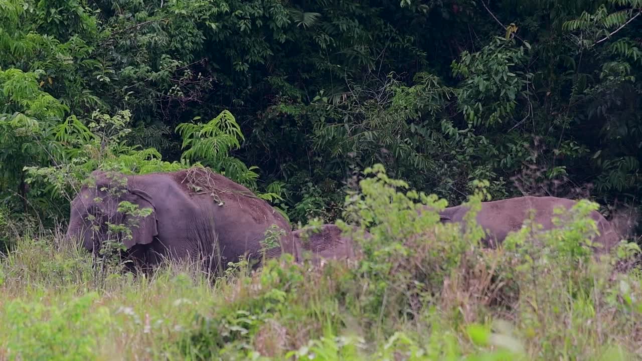 los elefantes asiáticos son especies en peligro de extinción y también son residentes de tailandia