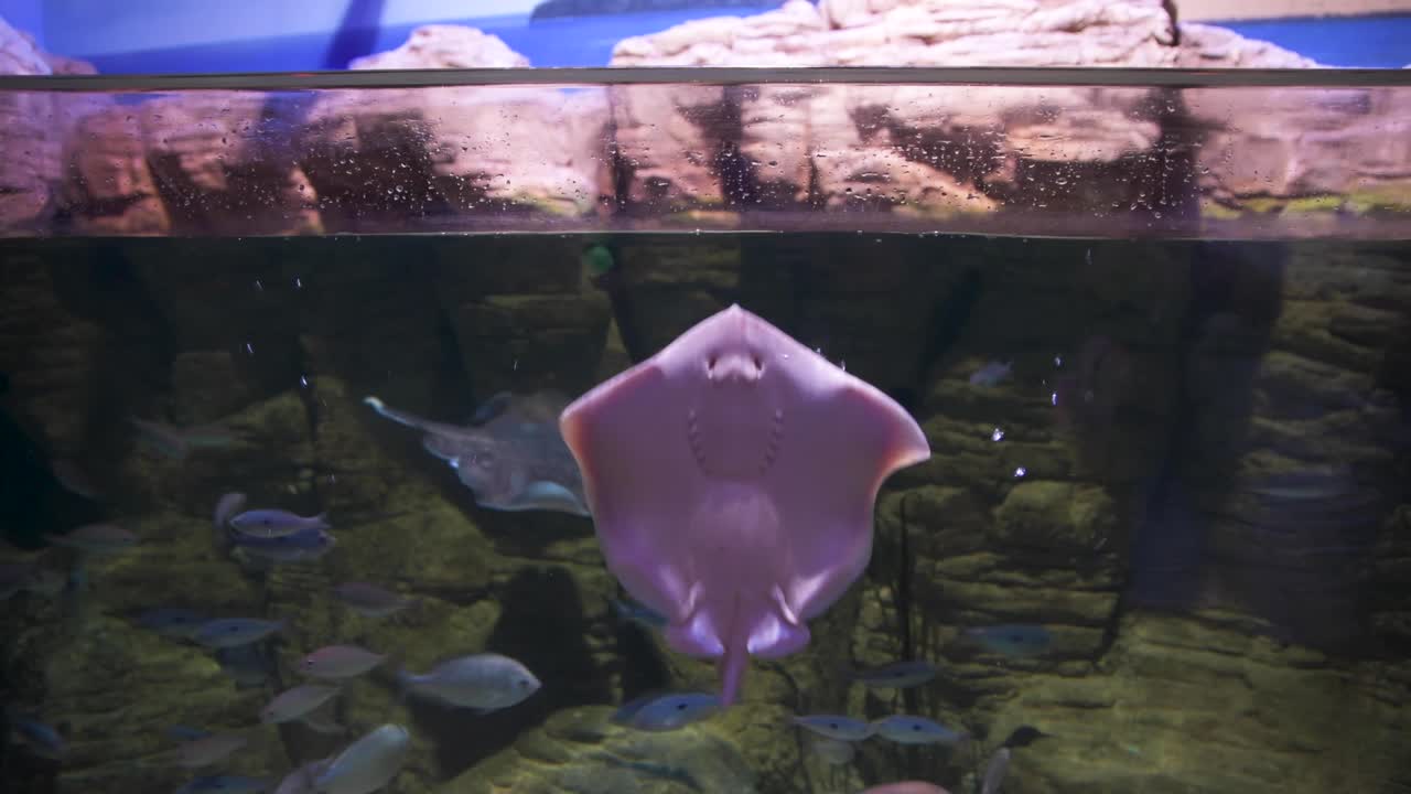 una pequeña raya sonriente intenta escapar saltando del tanque en el acuario