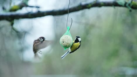 sparrow aggressively chases tit away from suspended bird feeder, slow motion, 4k